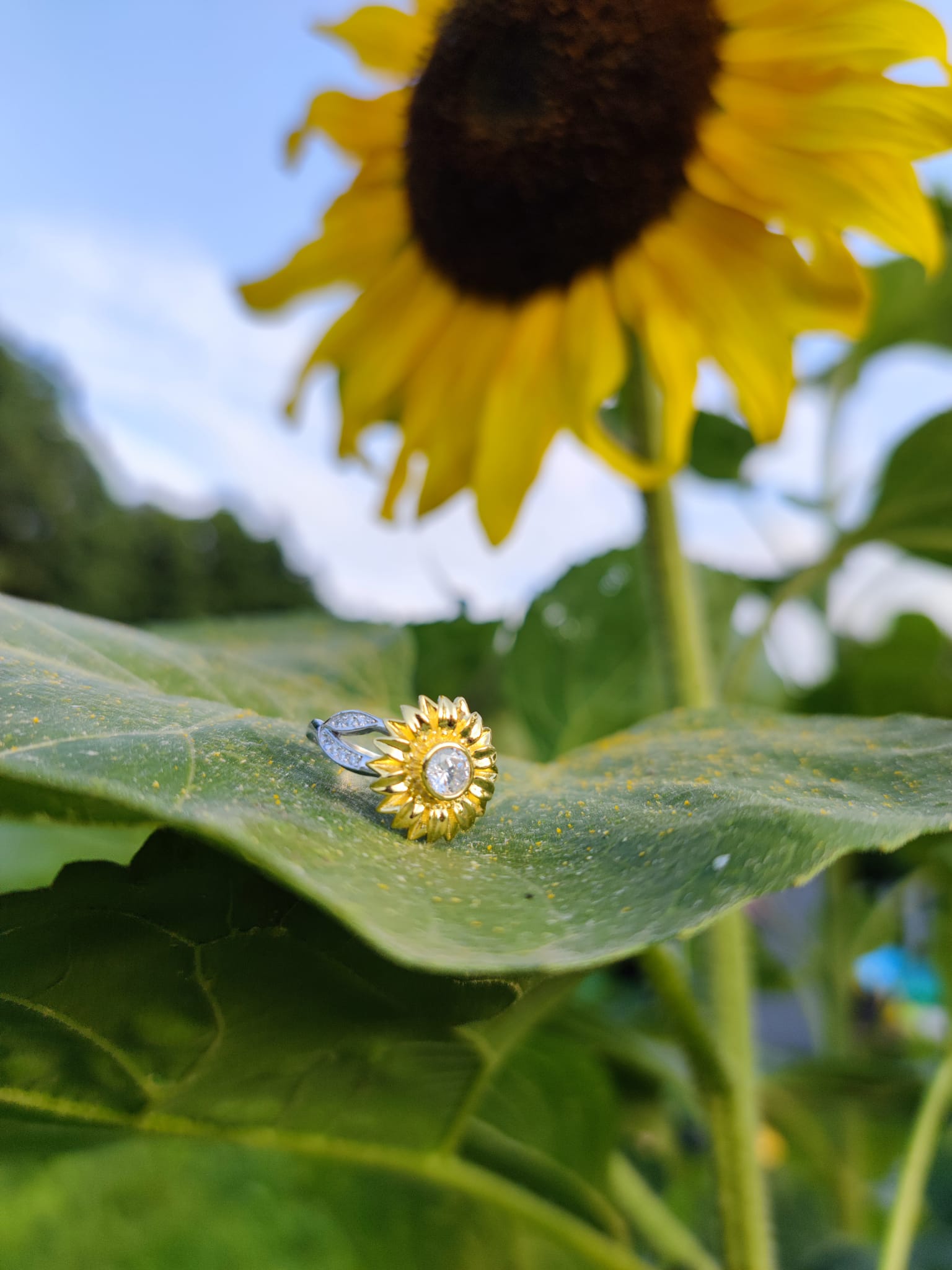 słonecznik - pierścionek z motywem kwiatowym na tle prawdziwej rośliny
